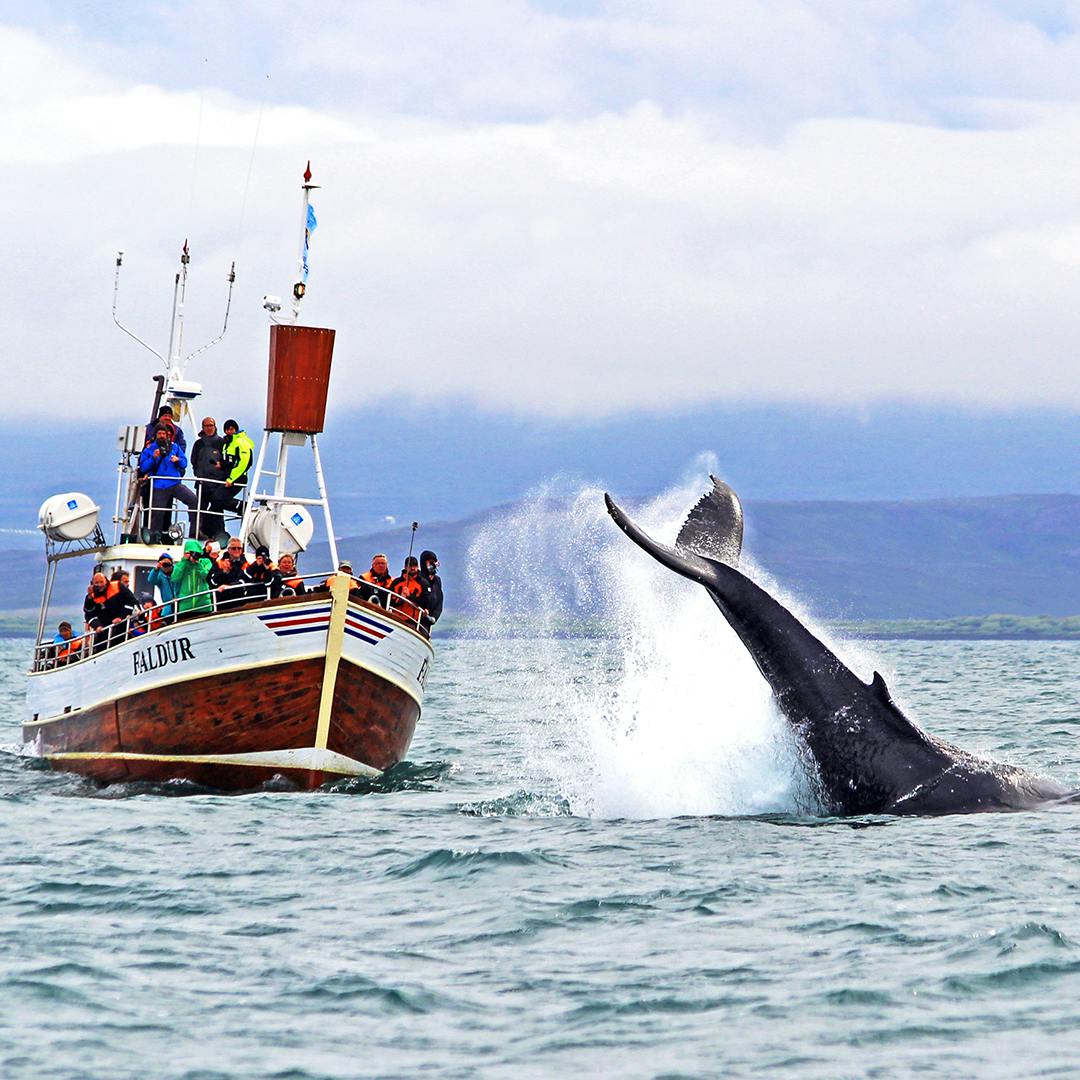 Product image for Whale Watching in the North of Iceland