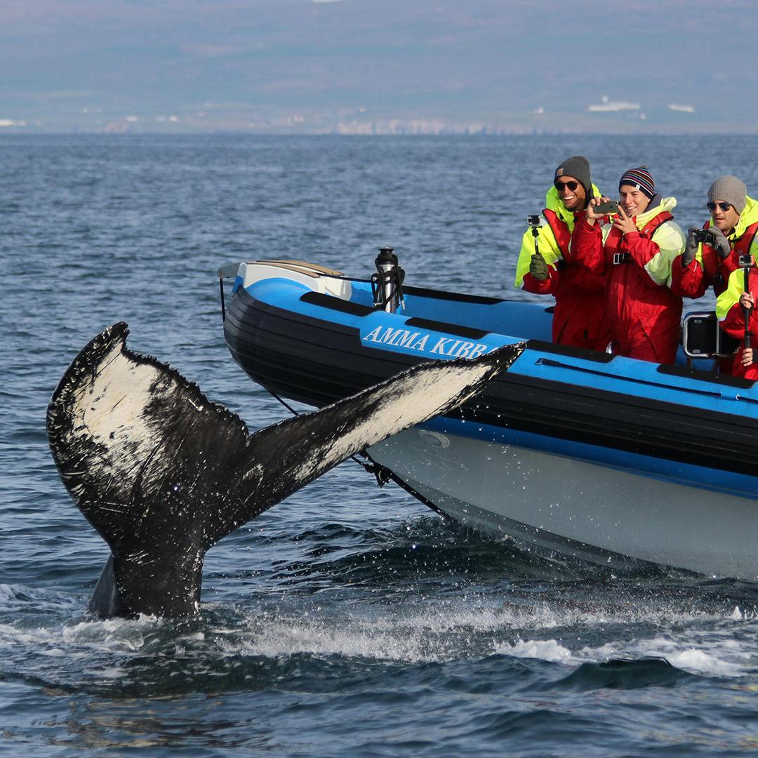 Northern Iceland Whale Safari