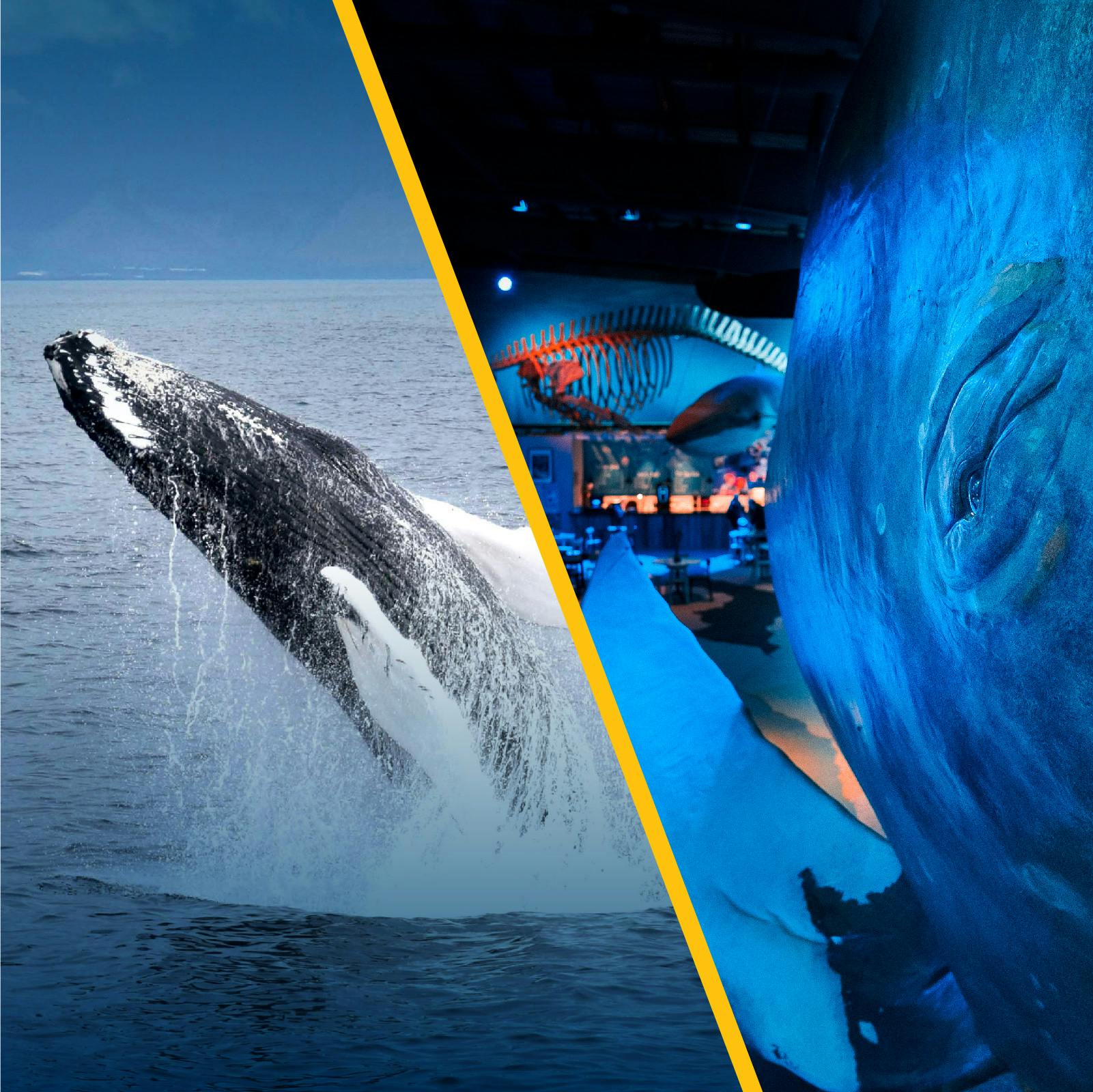 Whale Watching & Whales of Iceland Exhibition