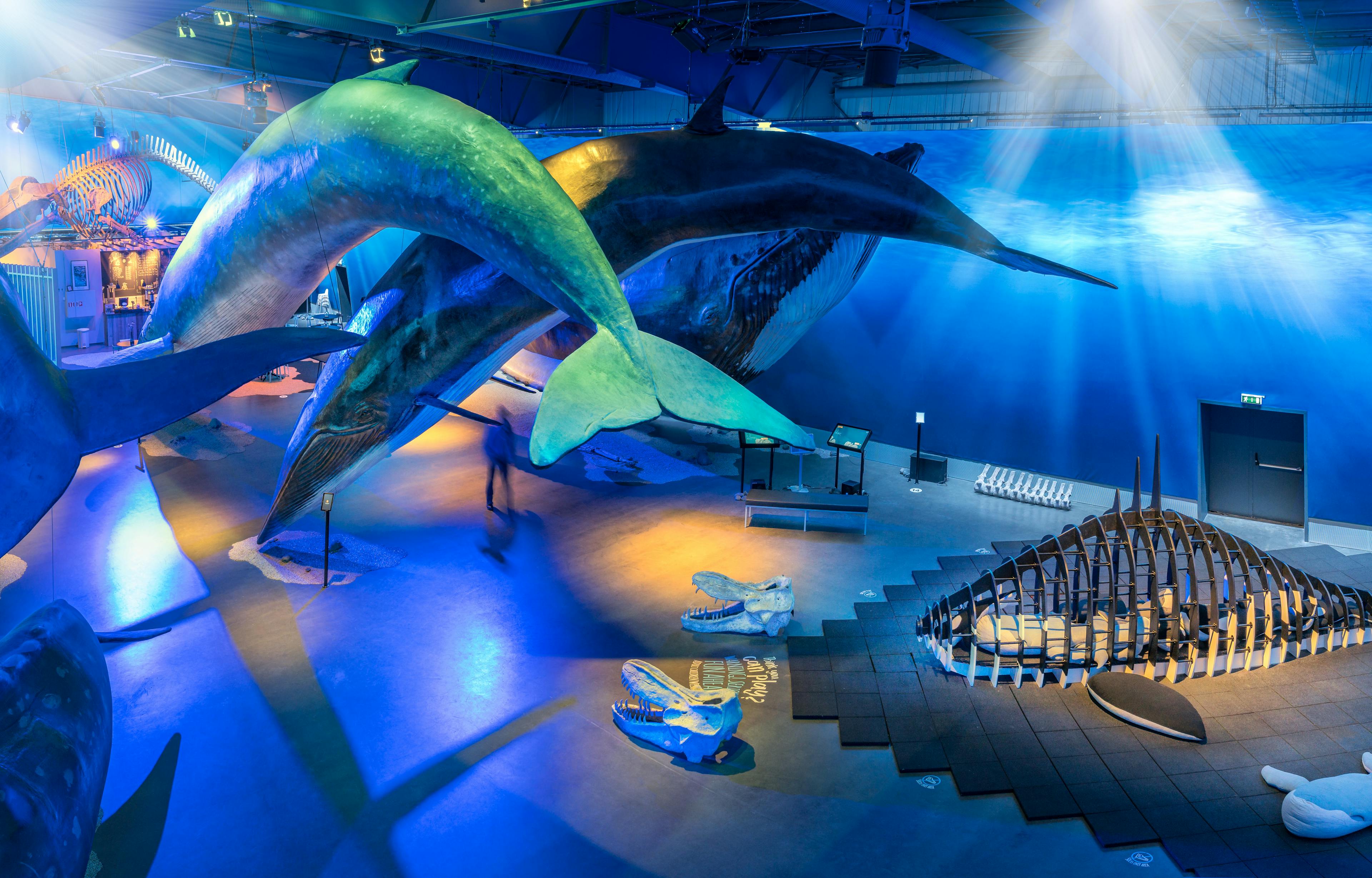 Whales Of Iceland Museum Admission