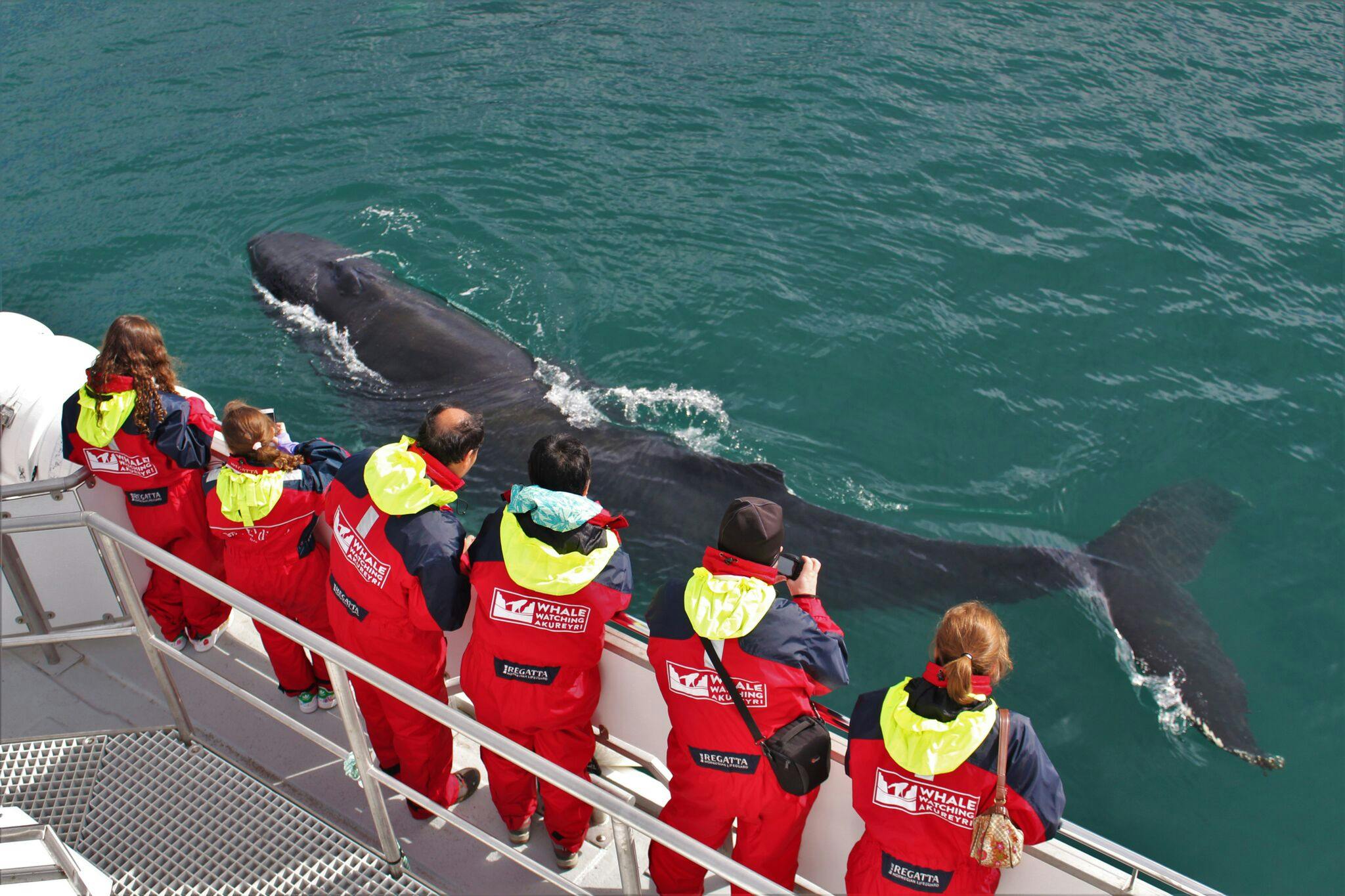 Akureyri Classic Whale Watching Trip